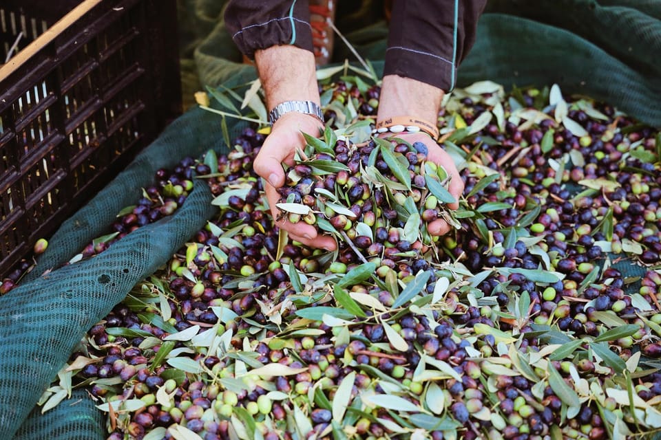 San Felice: Olive Oil Tasting with local food on Garda Hills - Dietary Limits and Who This Tour Fits Best