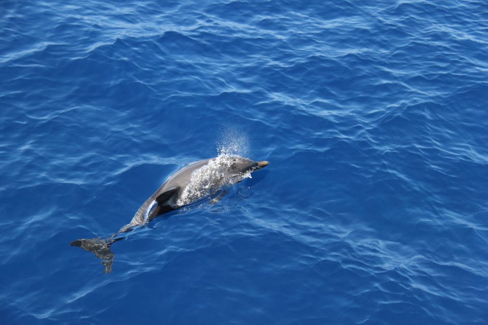 Savona: Pelagos Sanctuary Wildlife Cruise with Guide - Practical Tips Before You Go (So You Enjoy the Cruise More)