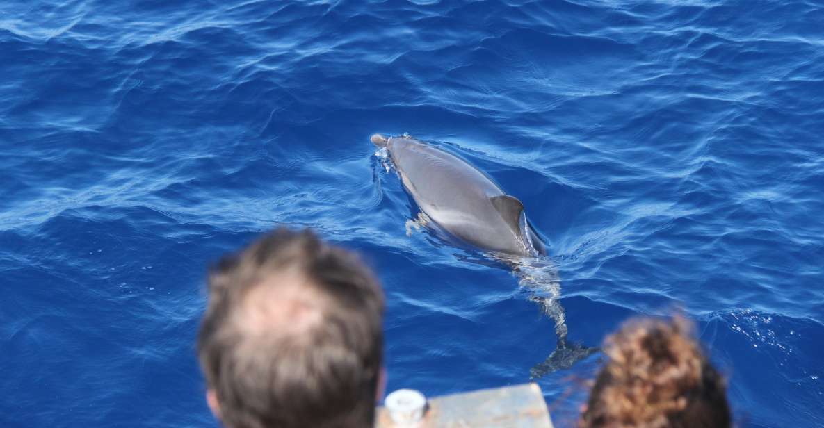 Savona: Pelagos Sanctuary Wildlife Cruise with Guide - From Savona to the Pelagos Sanctuary: What the 3.5 Hours Feels Like