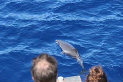 Savona: Pelagos Sanctuary Wildlife Cruise with Guide - Onboard Lesson: Cetology Training Without Making It Boring