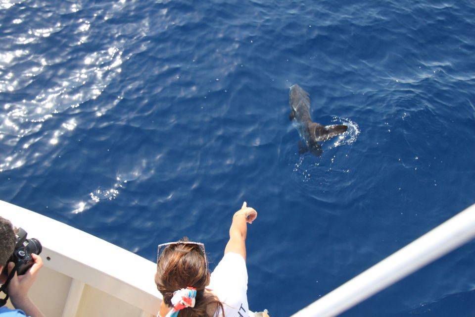 Savona: Pelagos Sanctuary Wildlife Cruise with Guide - The Open Sea Reality Check (And How to Reduce the Chances of Regret)