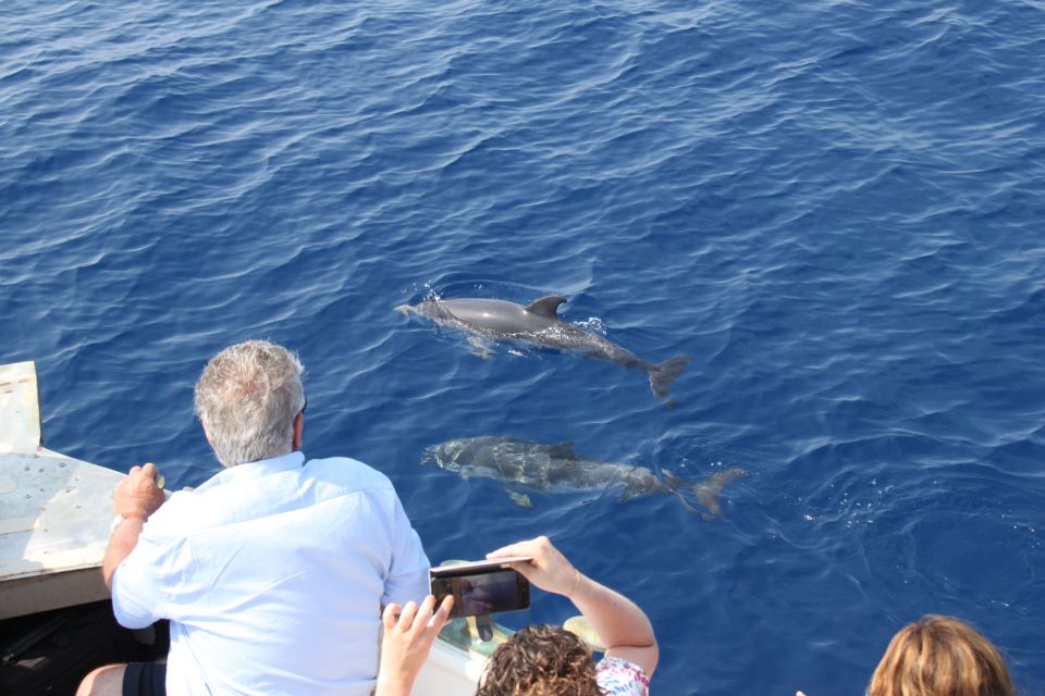 Savona: Pelagos Sanctuary Wildlife Cruise with Guide - What You’ll Actually Do During the Cruise (Step by Step)
