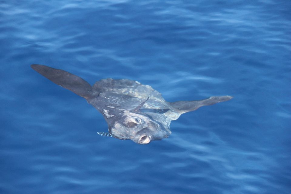 Savona: Pelagos Sanctuary Wildlife Cruise with Guide - Dolphins, Whales, and the Big “No Guarantees” Part (Still a Good Deal)