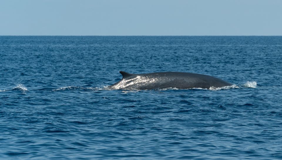 Savona: Pelagos Sanctuary Wildlife Cruise with Guide - Price and Value: Why $67.97 Can Make Sense Here
