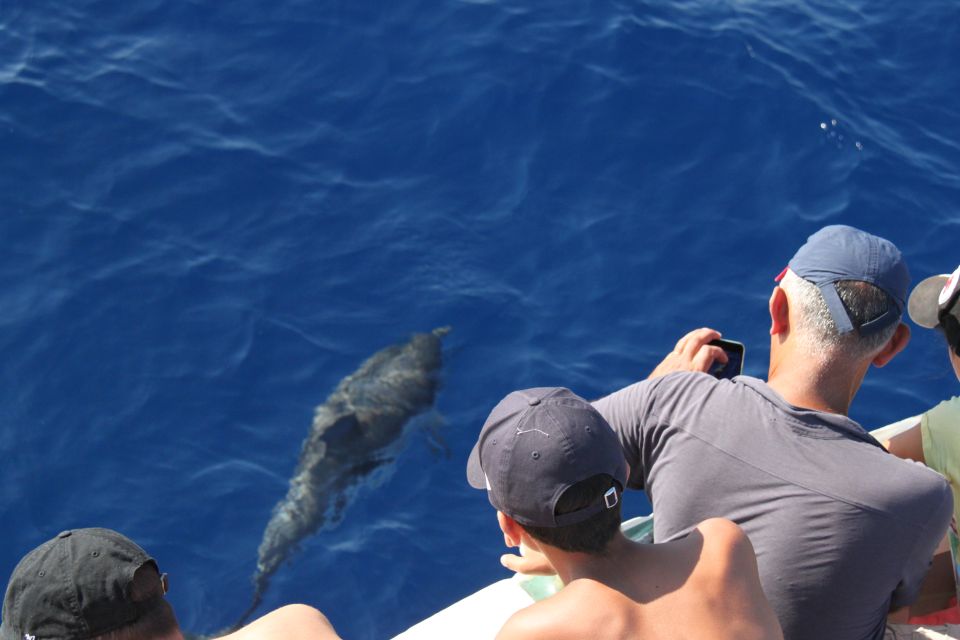 Savona: Pelagos Sanctuary Wildlife Cruise with Guide - Who This Cruise Is Best For (And Who Should Skip It)