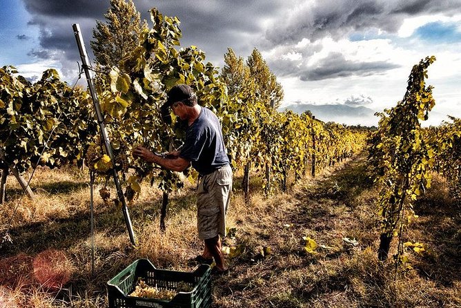 Scenic Wine Tasting & Lunch on the Slopes of Vesuvius from Naples - Key things to know before you go