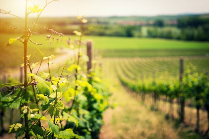 Scenic Wine Tasting & Lunch on the Slopes of Vesuvius from Naples - Why Vesuvius Vineyards Are Such a Good Naples Day Trip