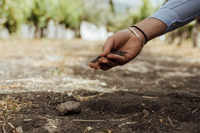Scenic Wine Tasting & Lunch on the Slopes of Vesuvius from Naples - The Vineyard Walk: Volcanic Soil Lessons You Can Taste