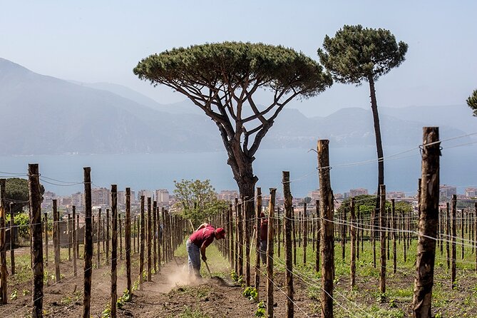 Scenic Wine Tasting & Lunch on the Slopes of Vesuvius from Naples - Wine Tasting That Actually Matches the Region