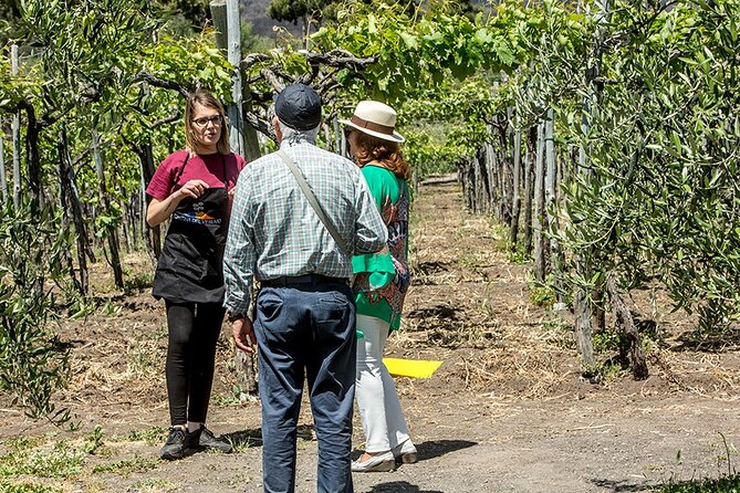Scenic Wine Tasting & Lunch on the Slopes of Vesuvius from Naples - Lunch on the Slopes: What’s Included and Why It’s the Main Event