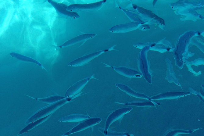 Shared snorkeling tour from Tropea to Capo Vaticano - Key takeaways before you go
