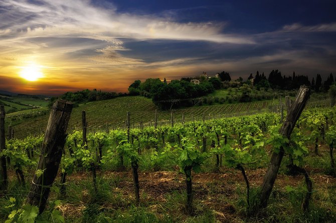 Siena: A Wine Tour and Tasting Experience - Stop 2 in the Cellar: From Grapes to Wine, Step by Step