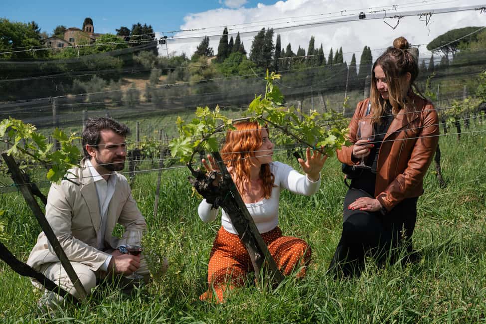 Siena: Educational Wine Tour & Tasting - Vineyard Walk: Understanding the Organic Agronomic Cycle in Real Time