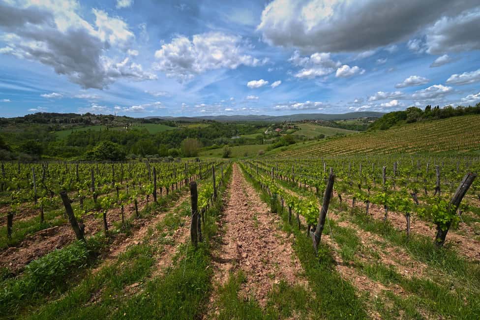Siena: Educational Wine Tour & Tasting - Sensory Tasting Room: How to Taste 4 Organic Wines Like a Pro