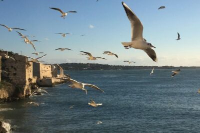Siracusa: Ortygia Island Boat Tour with Grotto Visit - The 1-Hour Route: Cruising Ortigia’s Landmarks