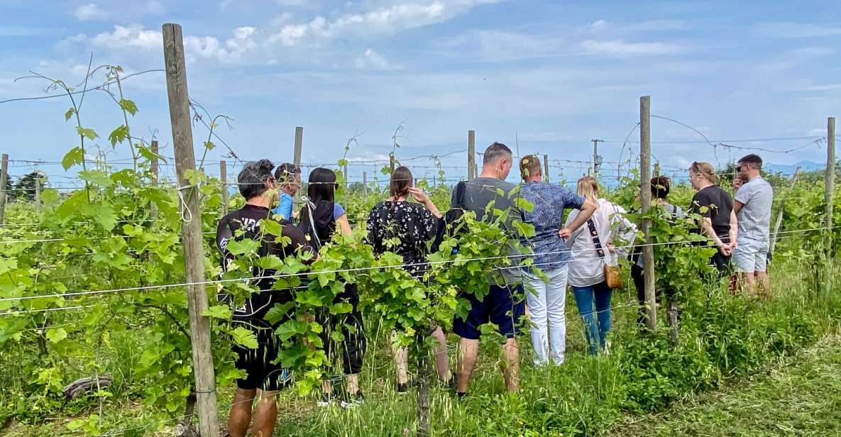 Sirmione: Vineyard Tour with Lugana Wines and Local Tastings - Lugana on Lake Garda: what you’re tasting (and why it fits here)