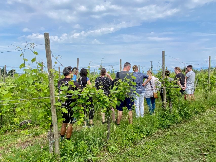 Sirmione: Vineyard Tour with Lugana Wines and Local Tastings - Cellar tour: from musts to the wines in the bottle