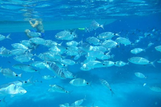 Snorkeling marine protected area Tavolara - Key highlights worth marking on your map