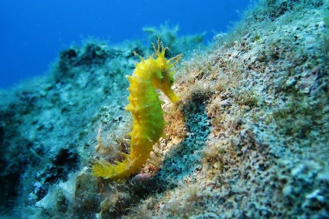 Snorkeling Tour Coast to Coast Taormina and Isola Bella - Setting Out From Giardini Naxos: Where the Tour Starts and What Happens First
