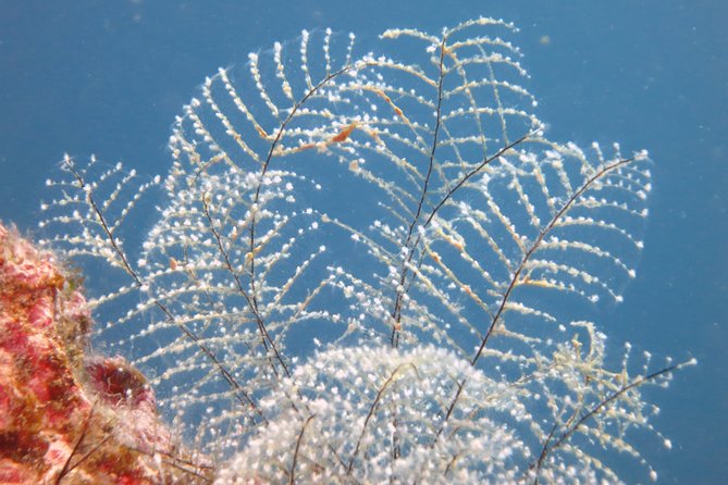 Snorkeling Tour Coast to Coast Taormina and Isola Bella - Price and Value: Is $50.81 a Good Deal for a 2.5-Hour Snorkeling Tour?