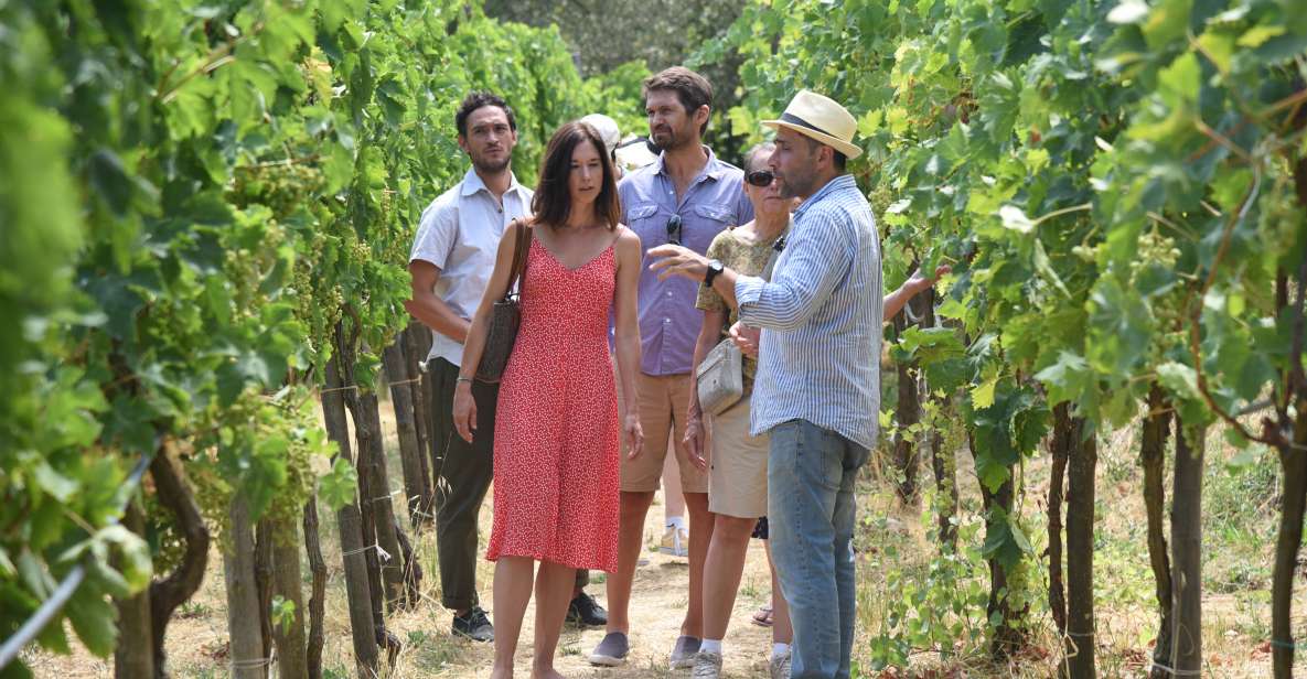Sorrento: Farm Tour with Cheese Tasting & Pizza Making Class - Getting To Primaluce: The 11:30 Meet Point That Saves Your Time