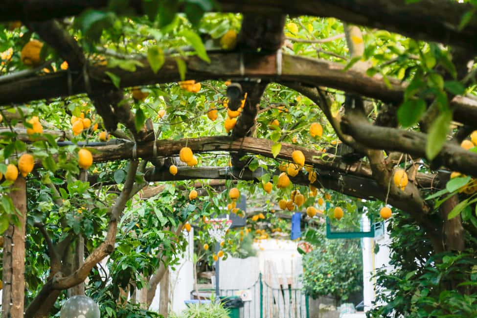 Sorrento: Guided Walking Tour & Street Food Experience - Tagliere, fruit, and the street-food rhythm you’ll want to copy