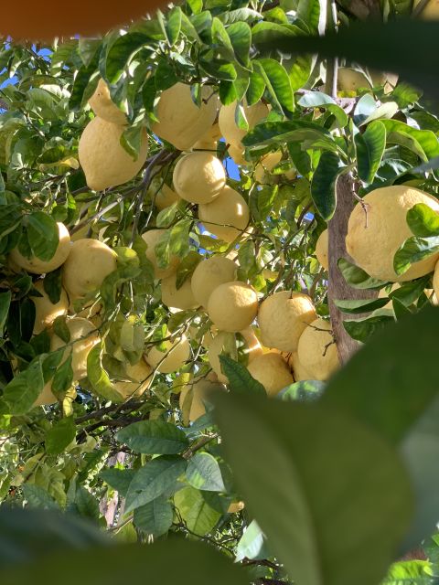 Sorrento: Lemon Garden Tour with Marmalade Tasting - Entering La Limonaia’s Lemon Garden in Sorrento