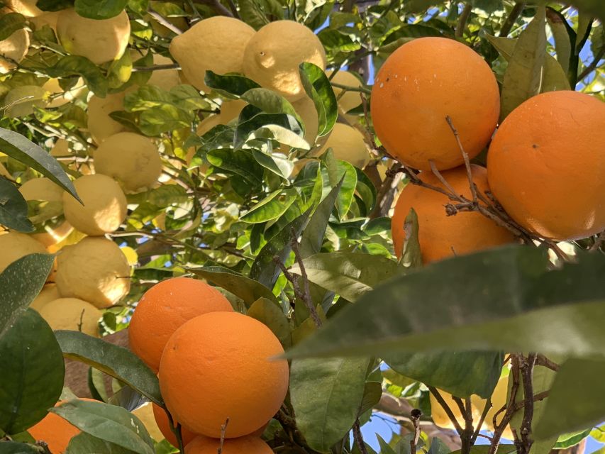 Sorrento: Lemon Garden Tour with Marmalade Tasting - Tips for a Smoother Lemon Garden Tour