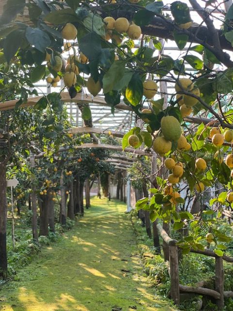 Sorrento: Lemon Garden Tour with Marmalade Tasting - The Walk: What You’ll See in the Lemon Grove