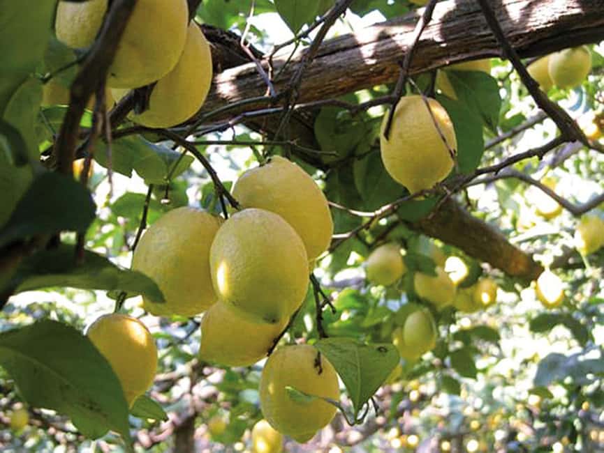 Sorrento: Night time Walking Tour & Limoncello Tasting - Who this Sorrento night walk suits best