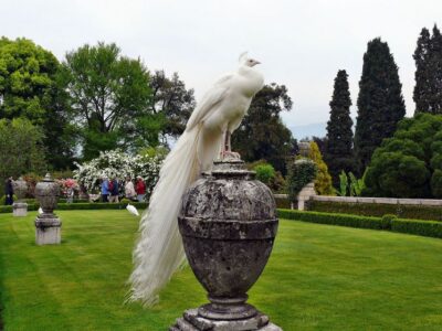 Stresa: Madre & Bella Borromean Islands Boat Trip - Isola Madre: Botanical Gardens, Peacocks, and the Cashmere Tree