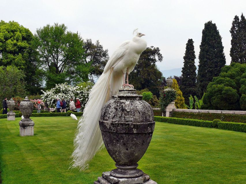 Stresa: Madre & Bella Borromean Islands Boat Trip - Isola Madre: Botanical Gardens, Peacocks, and the Cashmere Tree