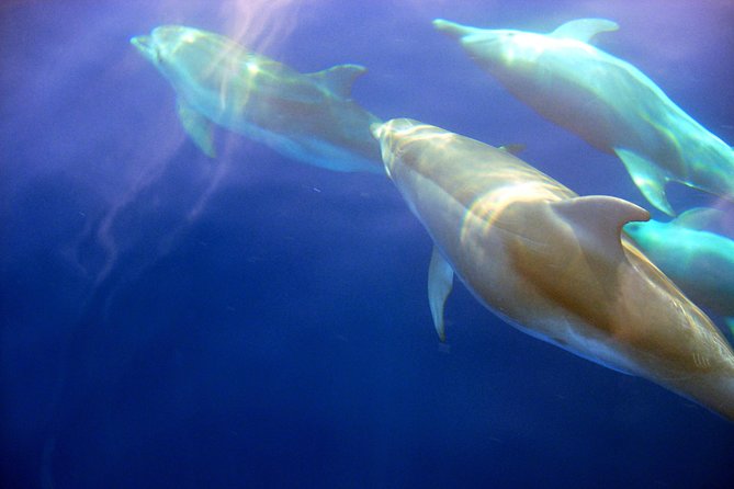 Sunset Boat Tour to Cinque Terre with aperitif on board - Sailing through the marine protected area for dolphins and wildlife