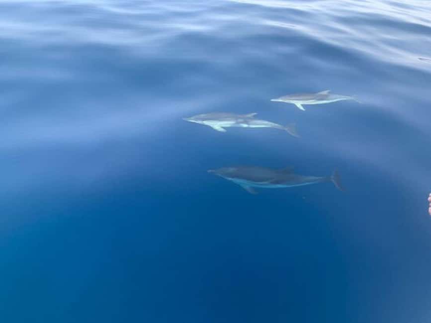 Sunset tour in search of dolphins with aperitif - Key Highlights You’ll Actually Care About