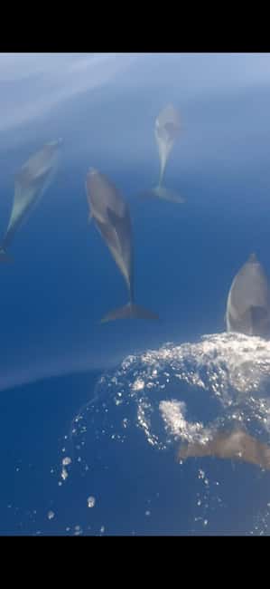 Sunset tour in search of dolphins with aperitif - Why This Sunset Dolphin Hunt Works So Well (Even When Dolphins Don’t)