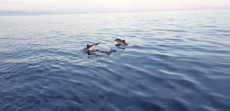 Sunset tour in search of dolphins with aperitif - The 2-Hour Coast Cruise: Etna, Caves, Isola Bella, and the Famous Rocks