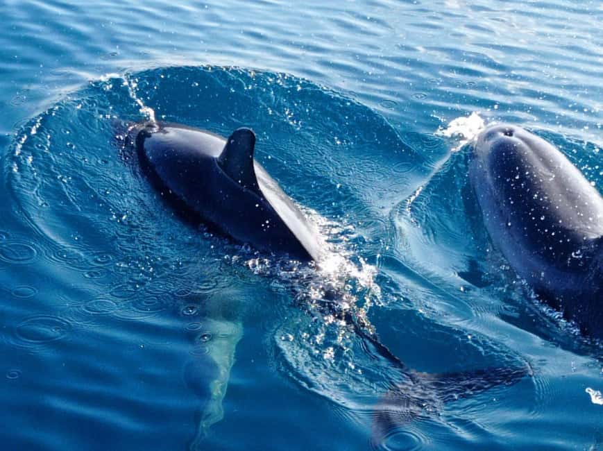 Sunset tour in search of dolphins with aperitif - Aperitif on Board: Arancini or Pizza, Prosecco, and the Sicilian Rhythm