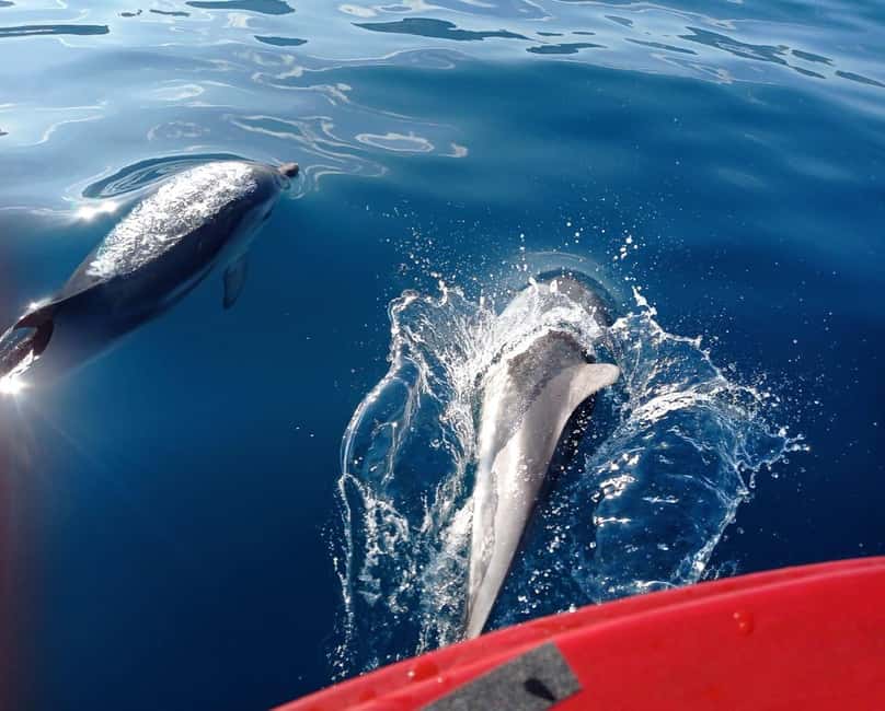 Sunset tour in search of dolphins with aperitif - Dolphin Watching at Sunset: How the Hunt Really Feels