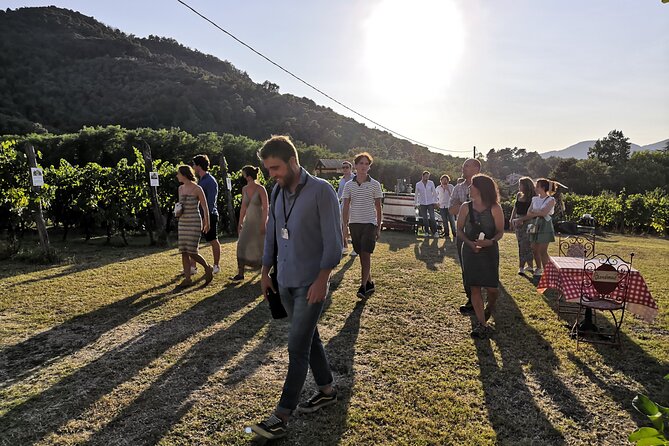 Tasting in a Tuscan Vineyard with transfer from Lucca - The Best Moment to Go: 4:00 pm Timing for Vines and Relaxed Pacing