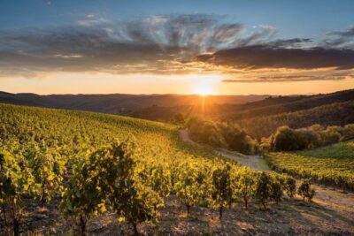 Total Immersion Wine Tour in Chianti - Organic Chianti at a Small Family Winery: What You’re Really Paying For