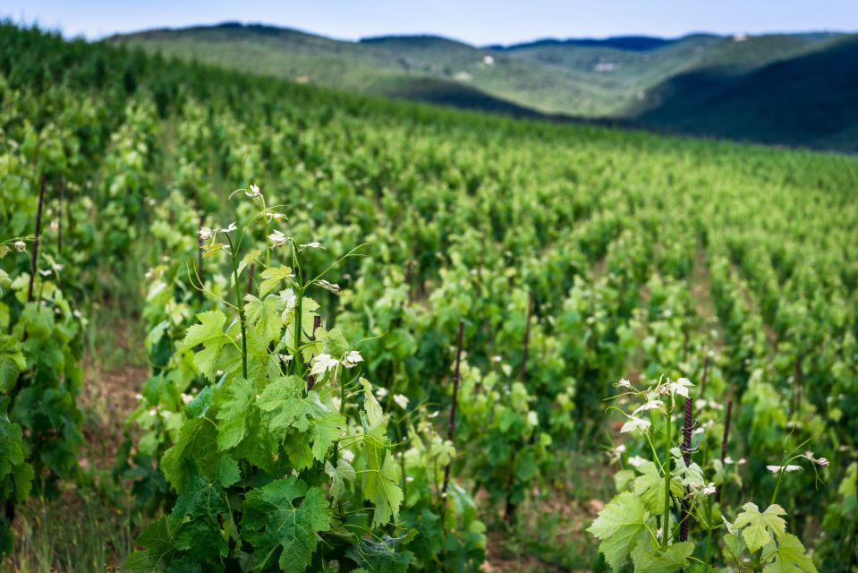 Total Immersion Wine Tour in Chianti - The Mini Tasting Course: Smell, Taste, Serve Without Guesswork