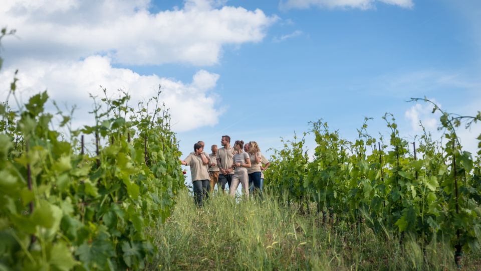 Total Immersion Wine Tour in Chianti - Price and Logistics: How to Make This Worth Your Time