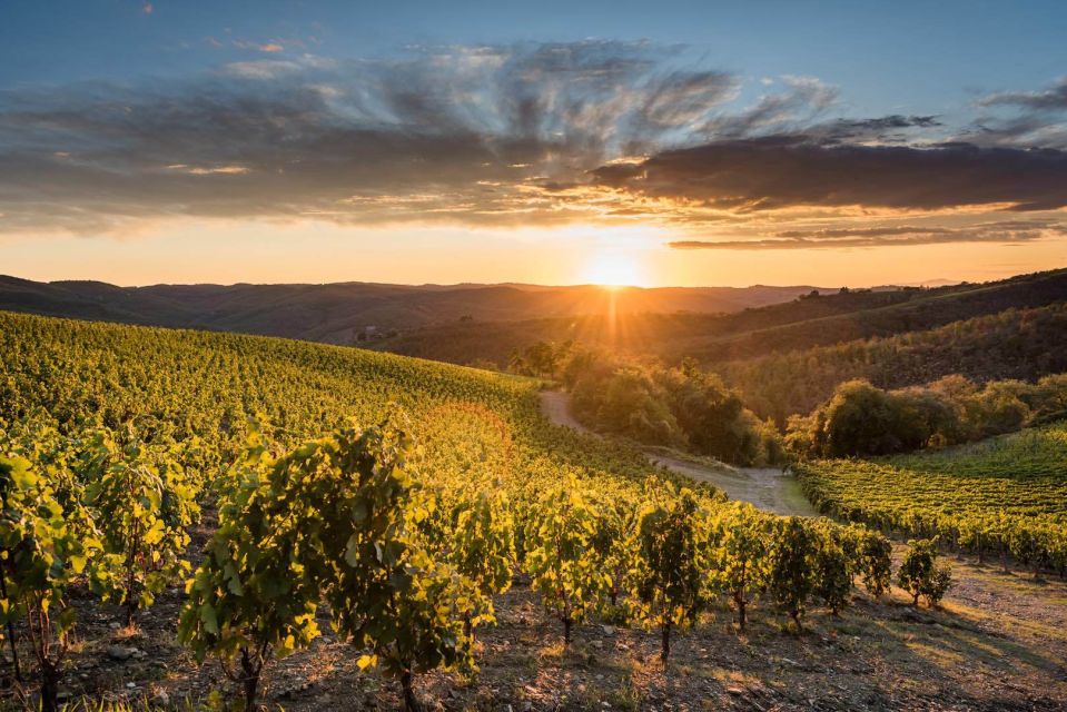 Total Immersion Wine Tour in Chianti - Organic Chianti at a Small Family Winery: What You’re Really Paying For