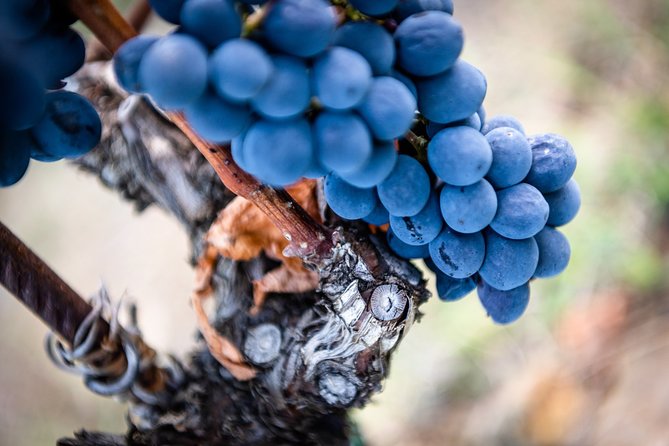 Tour and Tasting at an Organic Winery in the Heart of Chianti Classico Area - The tasting plate: five wines plus bread, cheeses, salami, and their olive oil