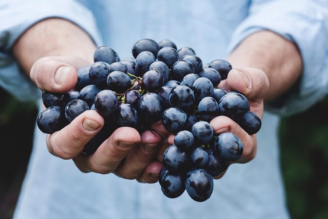 Tour Etna & Wine Tasting - A Day on Mt. Etna, Made for People Who Like Both Walking and Eating
