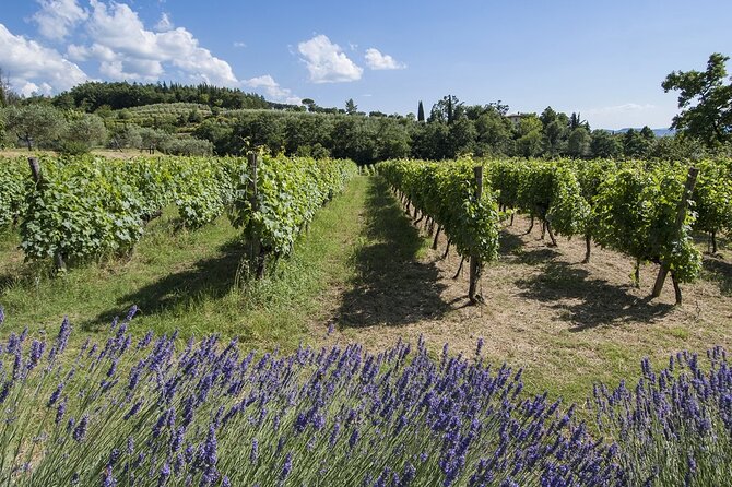 Tour through the vineyards and wine and olive oil tasting in Tuscany - Who this Tuscany wine and olive oil tour is best for