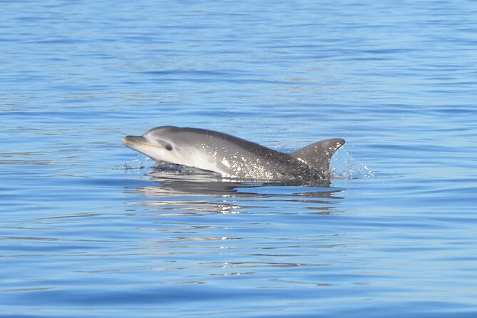Tour to Figarolo Island with the possibility to observe dolphins - Key points that matter before you go