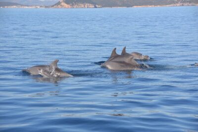 Tour to Figarolo Island with the possibility to observe dolphins - From Olbia across the Gulf: mussels, a lighthouse, and real sea farming