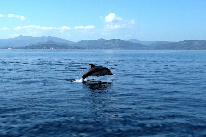 Tour to Figarolo Island with the possibility to observe dolphins - Dolphins and respect: how close is close, and how to act when you see them