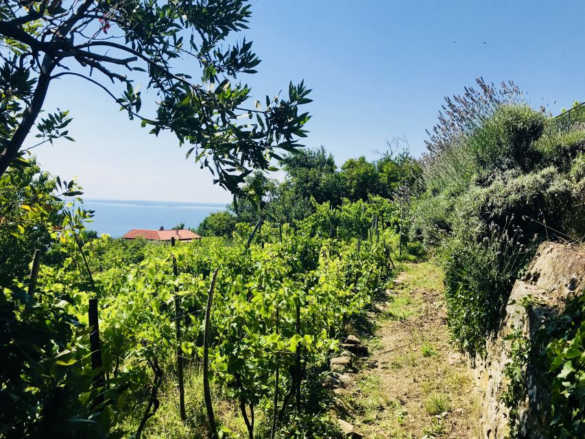 Trieste: 2.5-Hour Prosecco Origins Tour and Tastings - The break at a privately owned vineyard: views, wine, and a food spread that’s not an afterthought